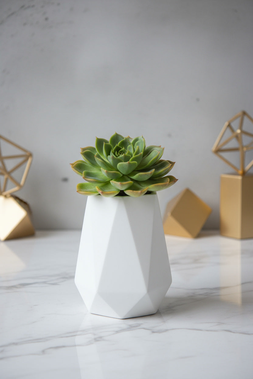 Jarron Octagonal - Maceta con Suculenta