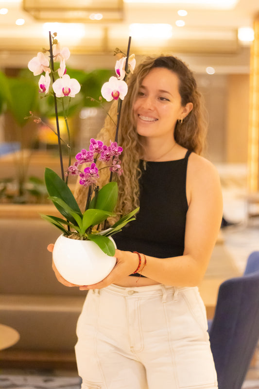 Arreglo de orquídeas Deluxe (Solo en Cali)