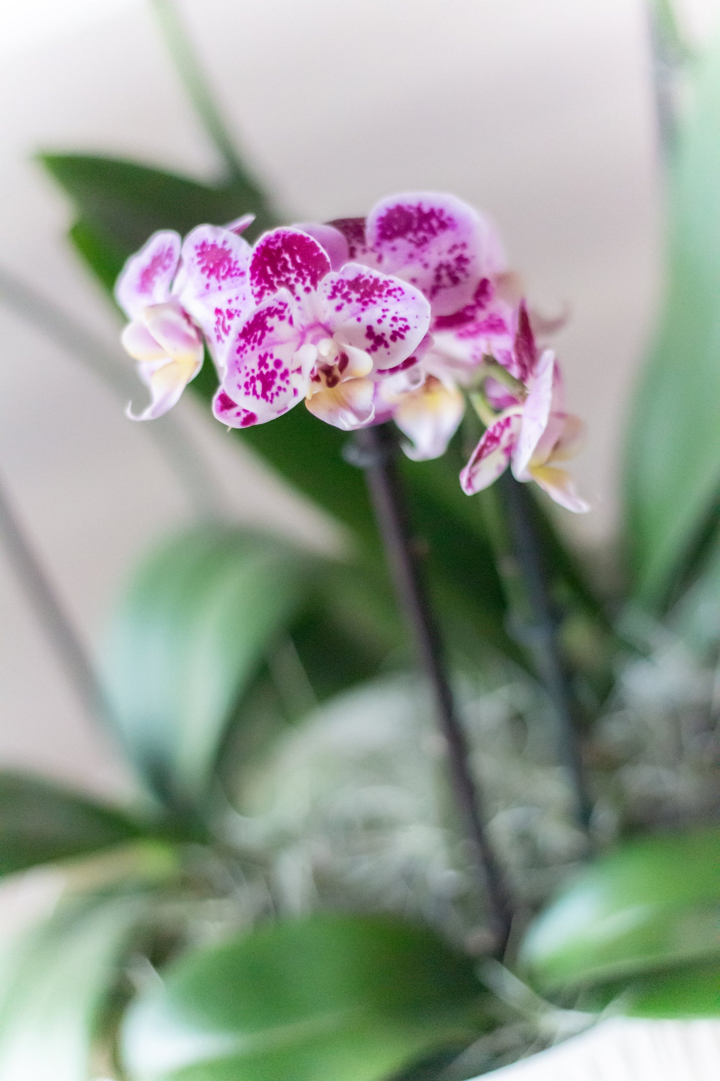 Arreglo de Orquídeas Premium (Solo en Cali)