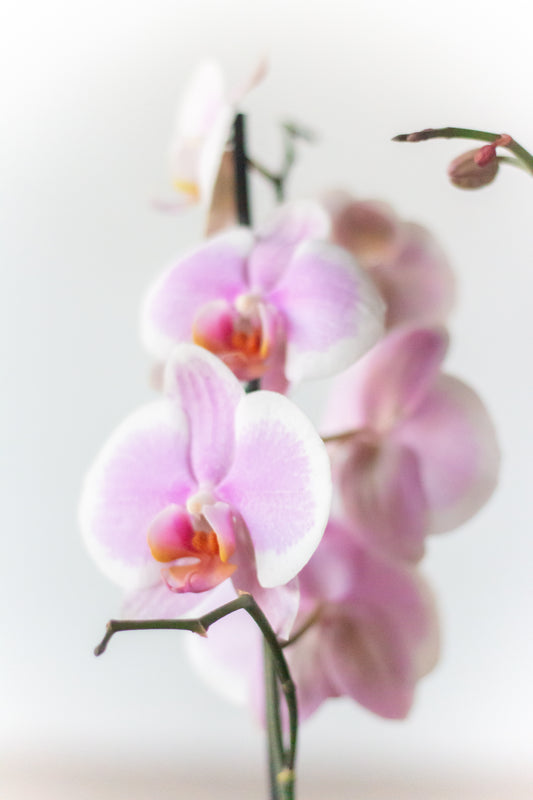 Arreglo de Orquídeas Premium (Solo en Cali)