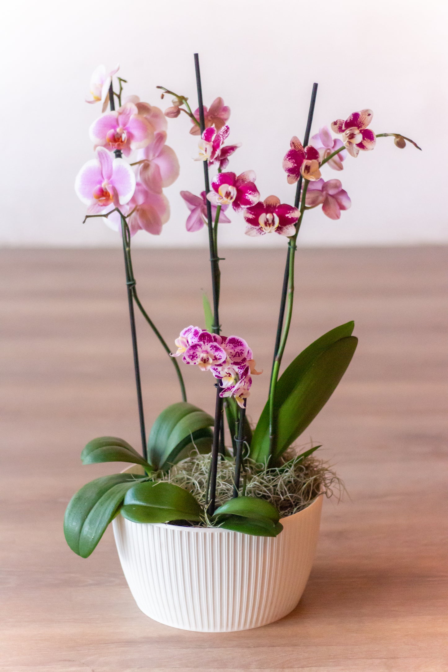 Arreglo de Orquídeas Premium (Solo en Cali)