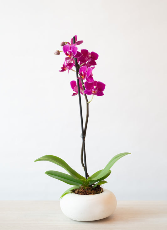 Orquídea Mini en Maceta Lunar