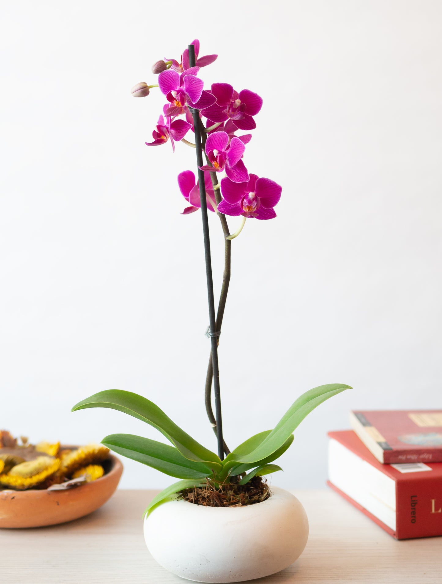 Orquídea Mini en Maceta Lunar