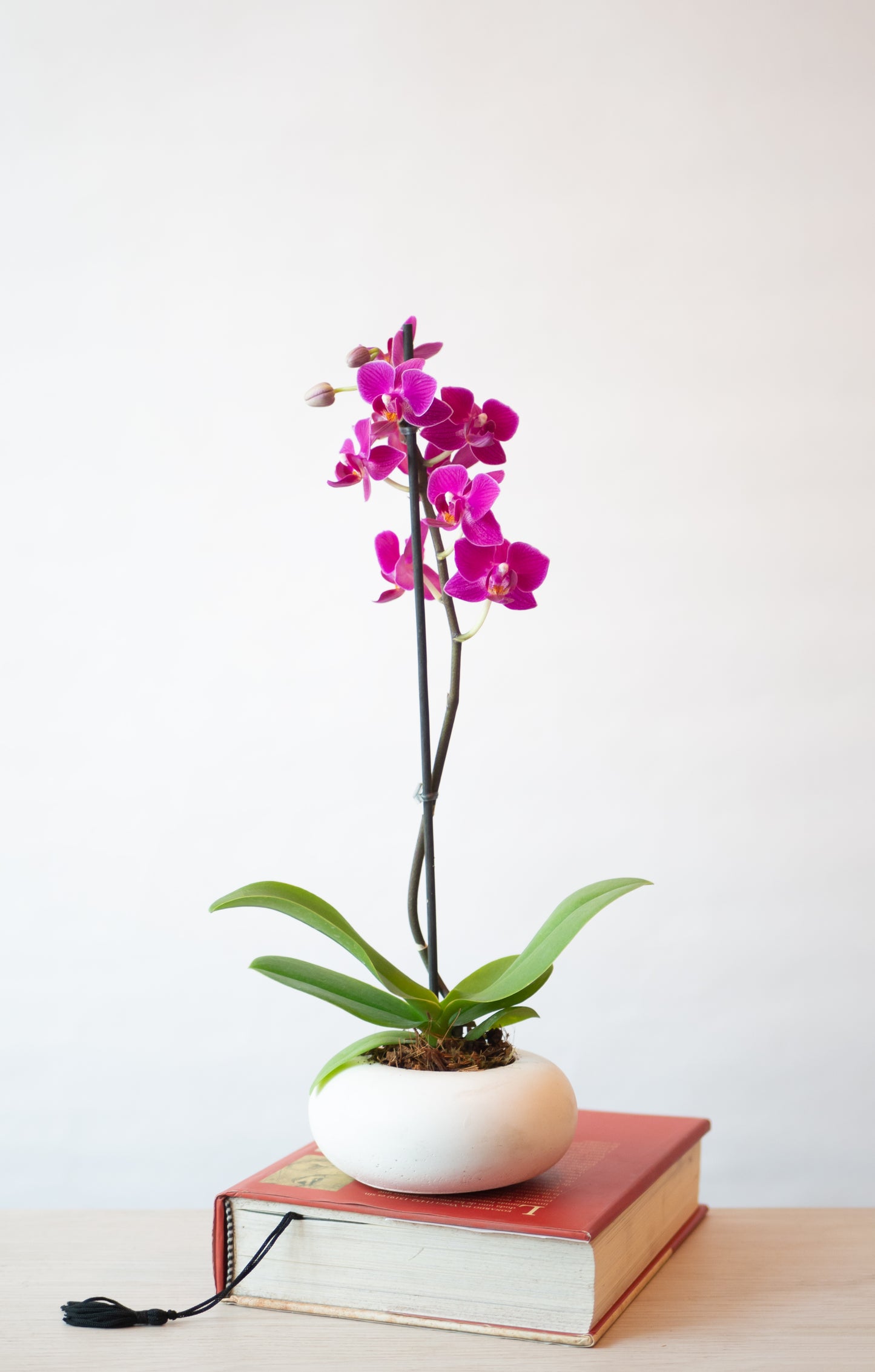 Orquídea Mini en Maceta Lunar