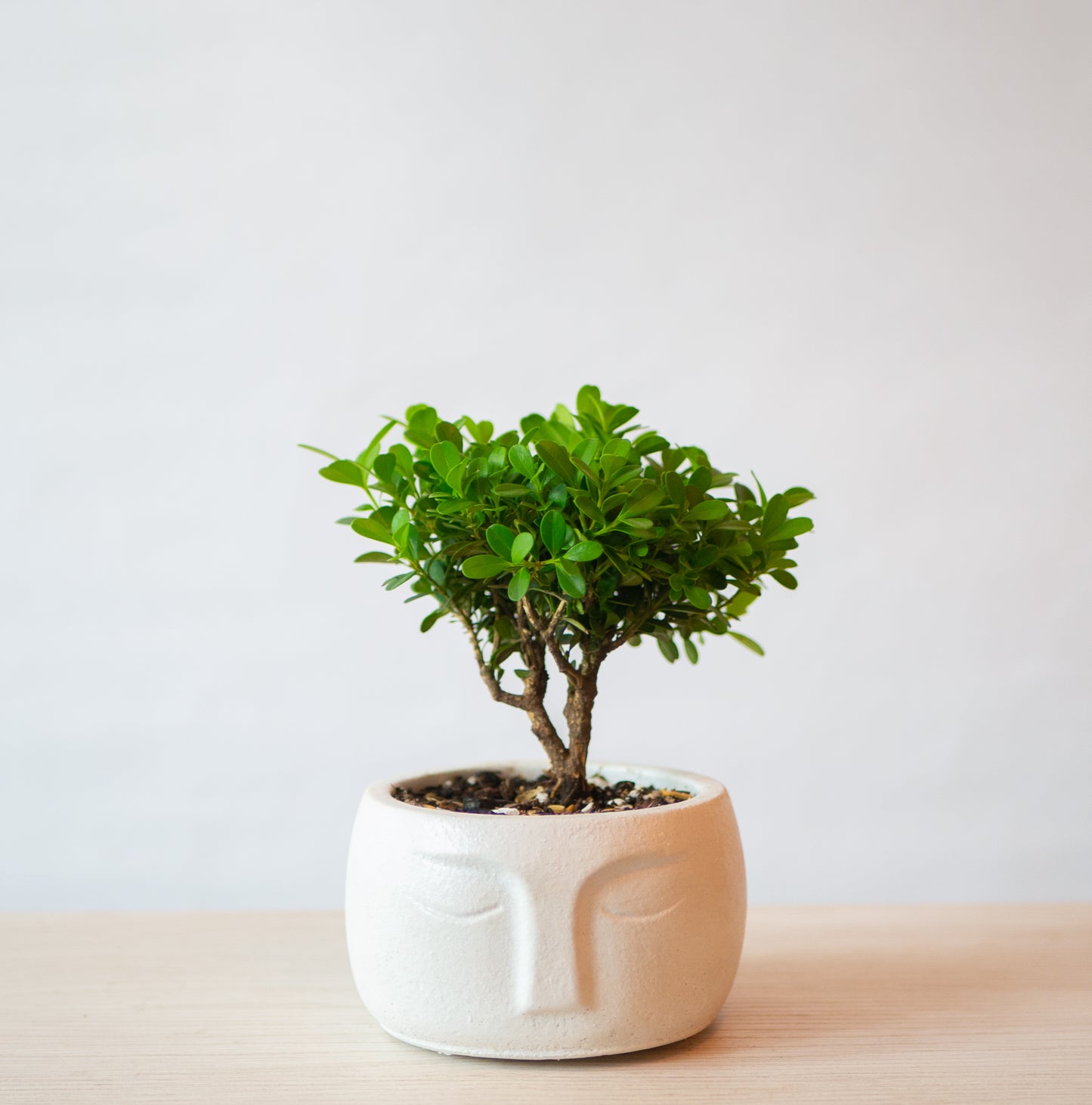 Bonsai Buxos de 2 años en Maceta Serenidad