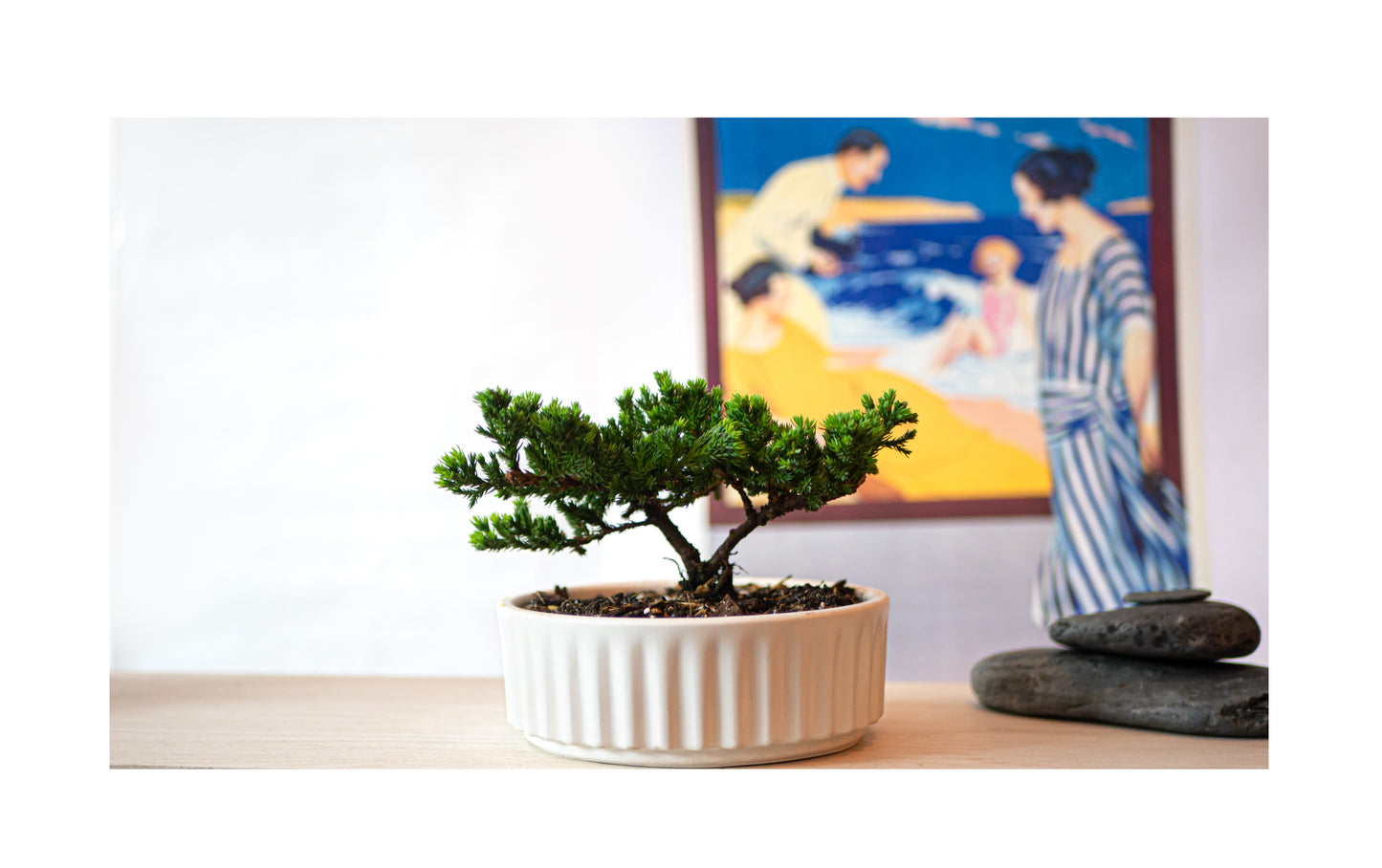 Bonsai Pino de 3 años en Maceta Ondas