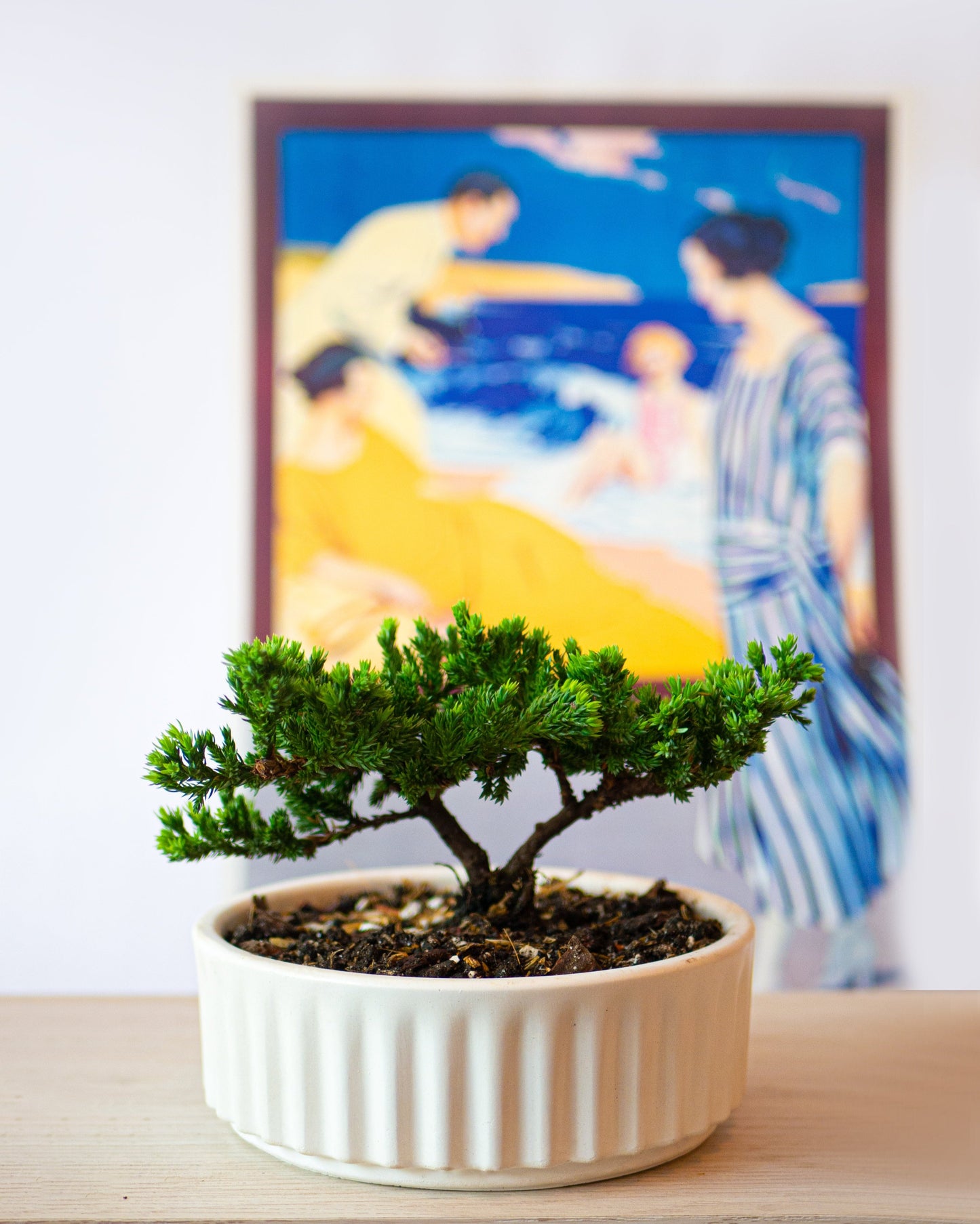 Bonsai Pino de 3 años en Maceta Ondas