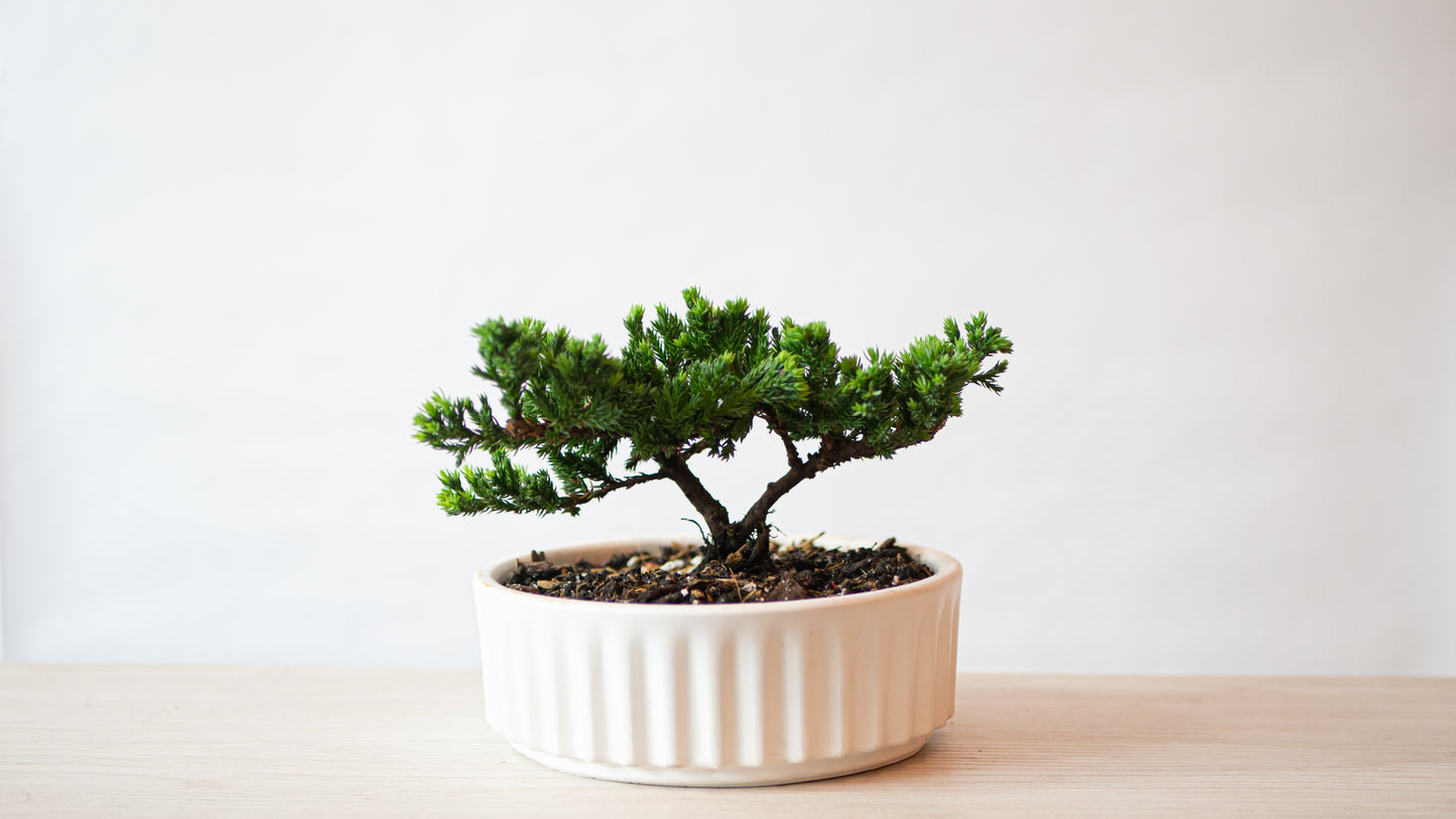 Bonsai Pino de 3 años en Maceta Ondas