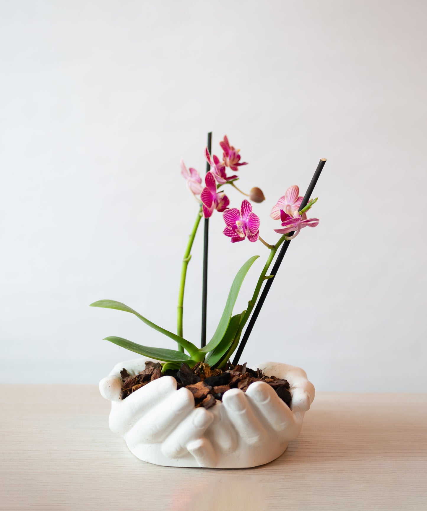 Orquídea Mini en Maceta Manos Abundancia