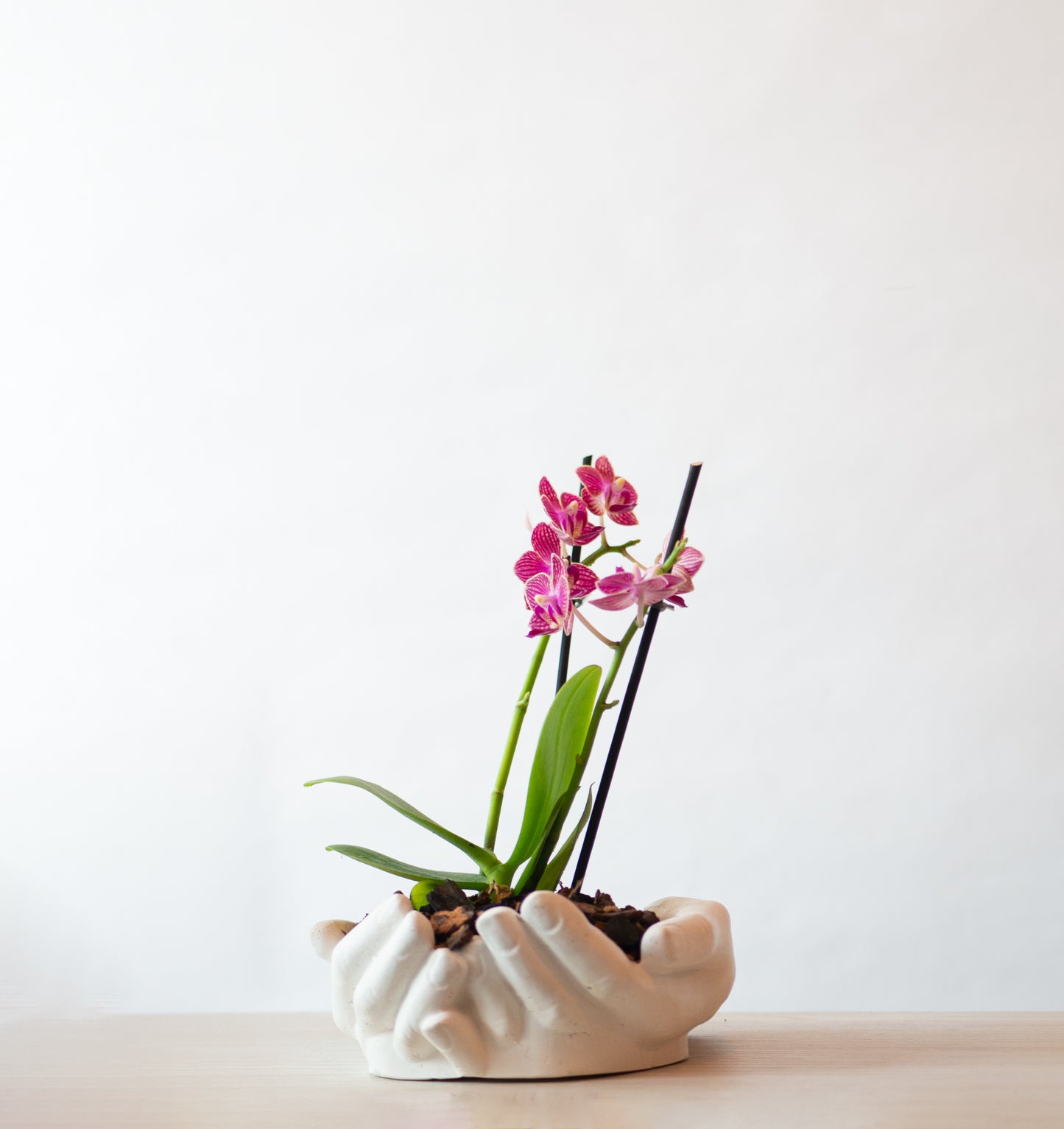 Orquídea Mini en Maceta Manos Abundancia