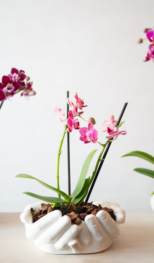 Orquídea Mini en Maceta Manos Abundancia