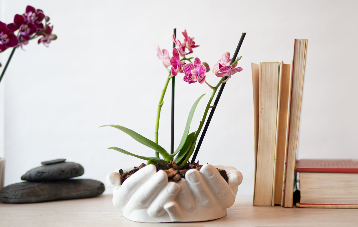Orquídea Mini en Maceta Manos Abundancia