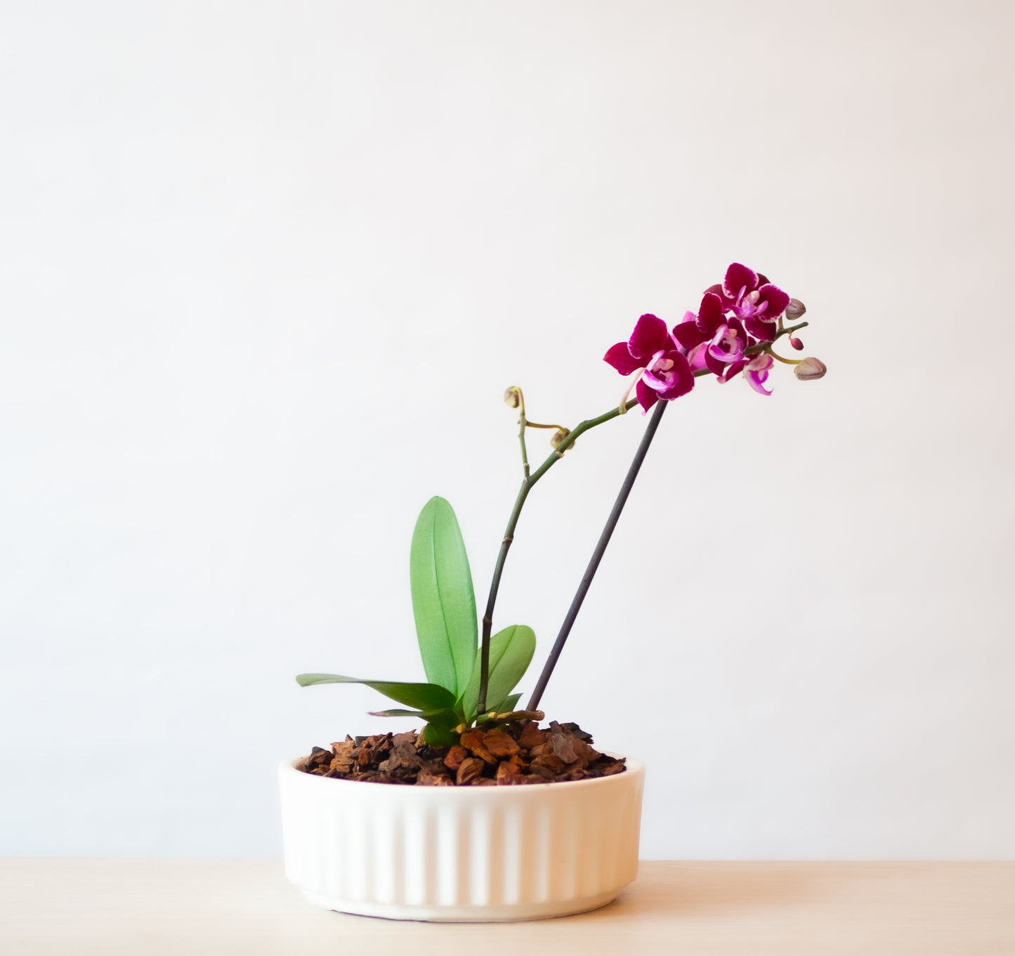 Orquidea mini en maceta Ondas