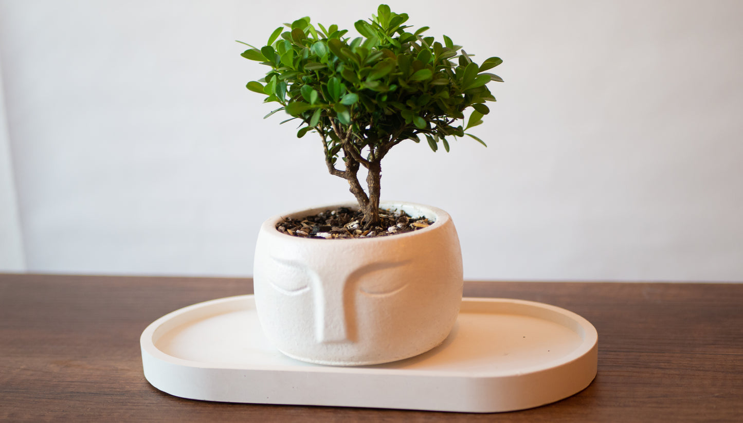 Bonsai Buxos de 2 años en Maceta Serenidad
