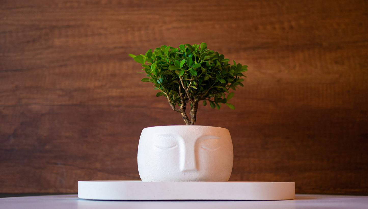 Bonsai Buxos de 2 años en Maceta Serenidad