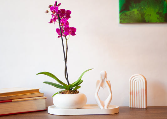 Kit Amor + Orquídea mini (Solo en Cali)