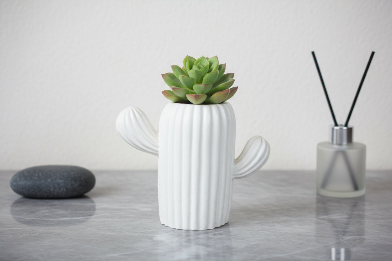 Cactus - Maceta con Suculenta