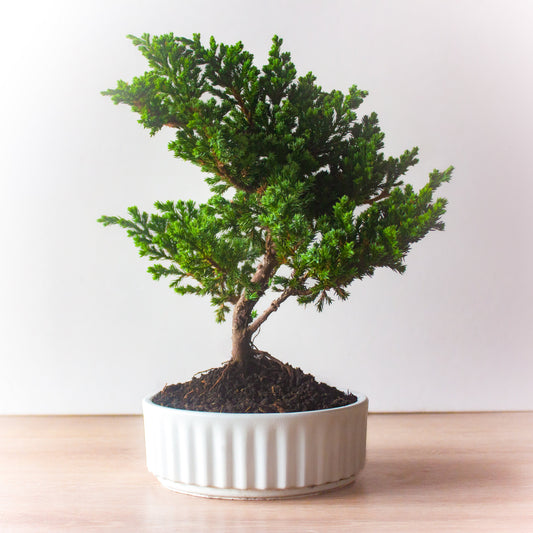 Guia práctica para fertilizar tu Bonsai