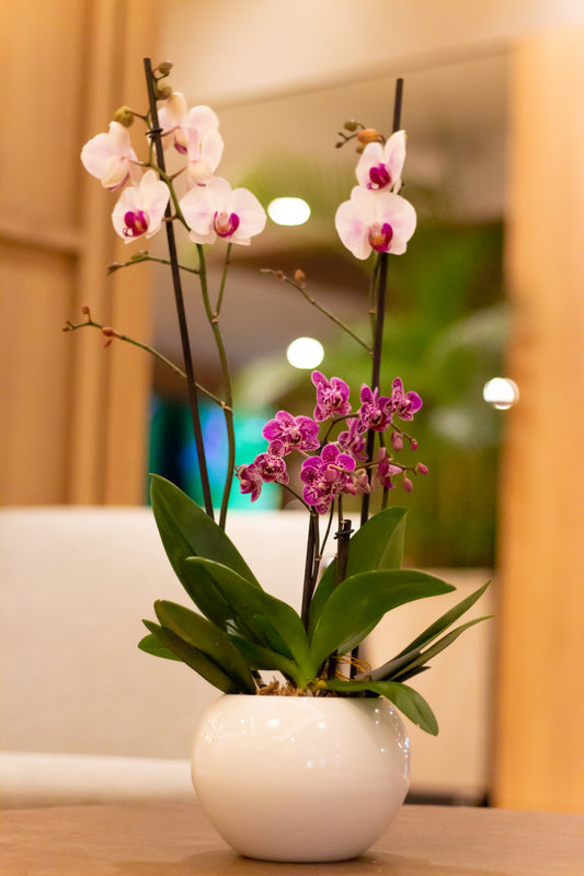 Arreglo de orquídeas Deluxe (Solo en Cali)