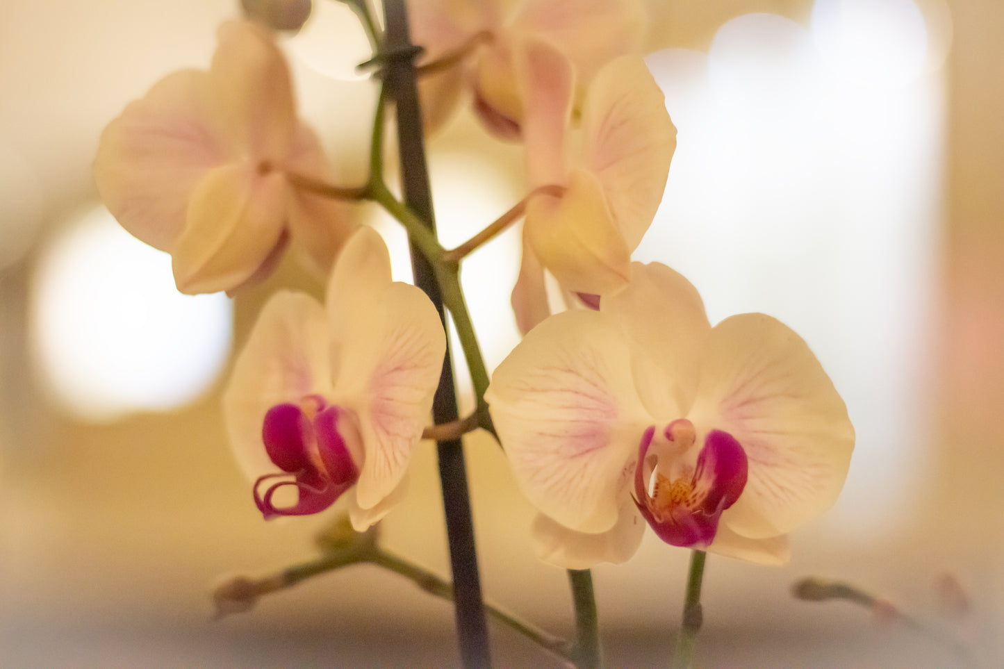 Arreglo de orquídeas Deluxe (Solo en Cali)