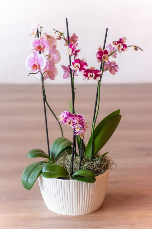 Arreglo de Orquídeas Premium (Solo en Cali)
