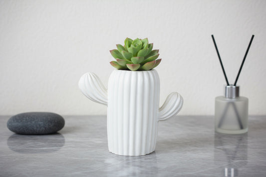 Cactus - Maceta con Suculenta